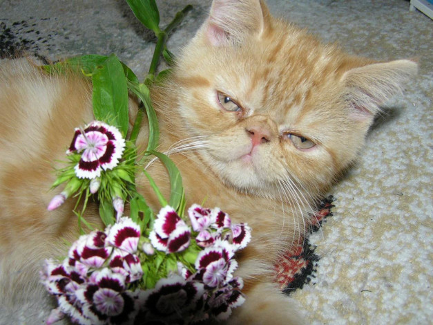 Обои картинки фото животные, коты