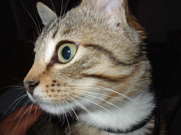 Обои картинки фото животные, коты