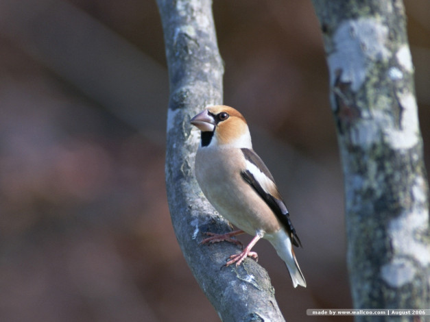 Обои картинки фото животные, птицы