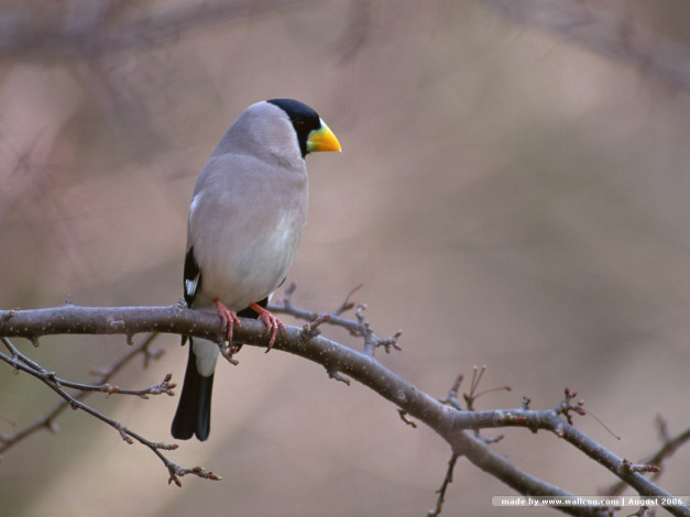 Обои картинки фото животные, птицы