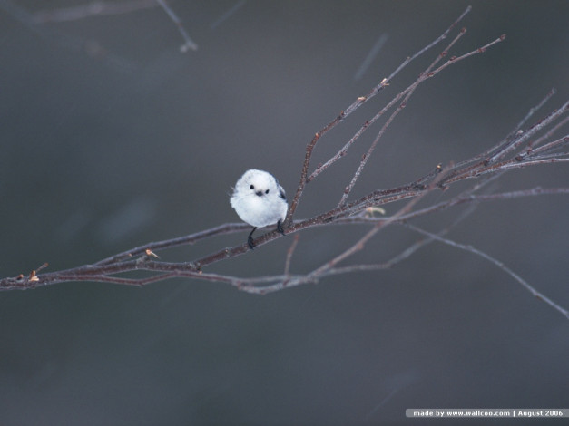 Обои картинки фото животные, птицы