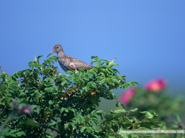 Обои картинки фото животные, птицы