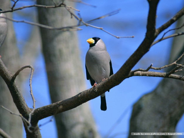 Обои картинки фото животные, птицы
