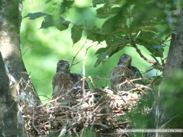Обои картинки фото животные, птицы, хищники