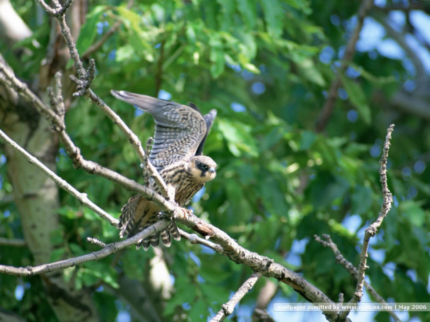 Обои картинки фото животные, птицы, хищники