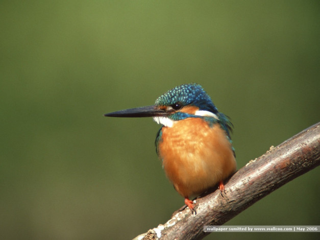 Обои картинки фото животные, зимородки