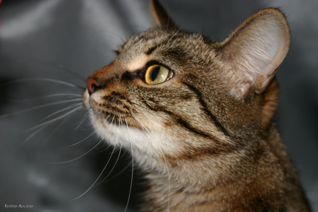 Обои картинки фото животные, коты