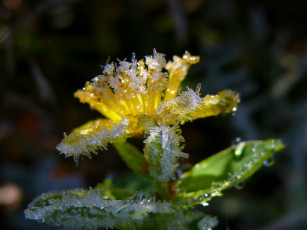 Картинка цветы