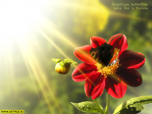 Картинка цветы георгины