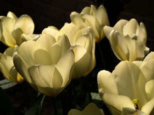 Картинка цветы тюльпаны