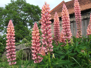 Картинка цветы люпин