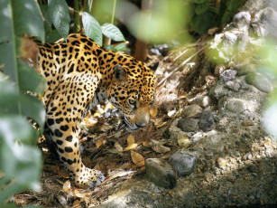 Картинка животные Ягуары