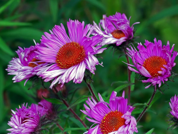 Обои картинки фото цветы, астры