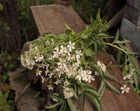 обоя анна, немирович, цветы, луговые, полевые