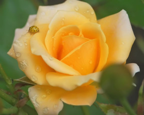 обоя цветы, розы