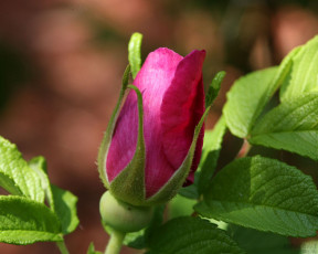 Картинка цветы шиповник