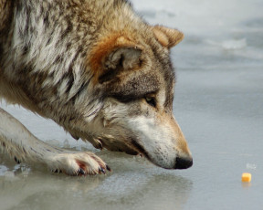 Картинка животные волки