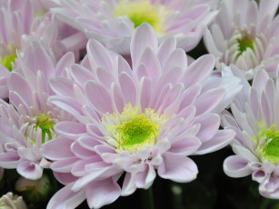 обоя цветы, хризантемы