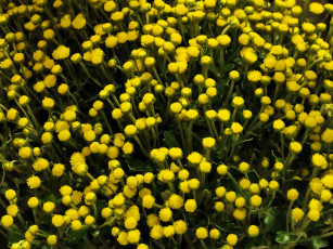 Картинка цветы хризантемы