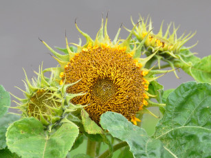 Картинка цветы подсолнухи