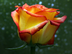 Картинка цветы розы