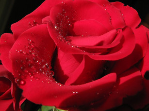 Картинка цветы розы