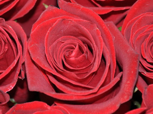 Картинка цветы розы