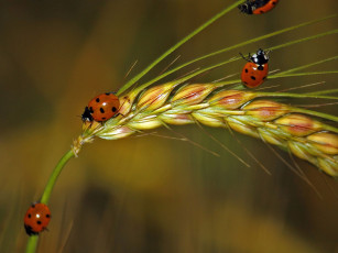 Картинка животные божьи коровки