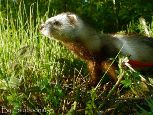Картинка животные хорьки ласки соболи горностаи куницы