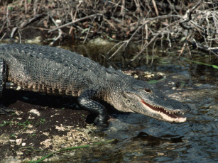 Картинка животные крокодилы