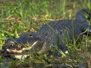 Картинка животные крокодилы