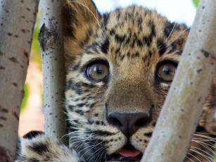 Картинка животные леопарды