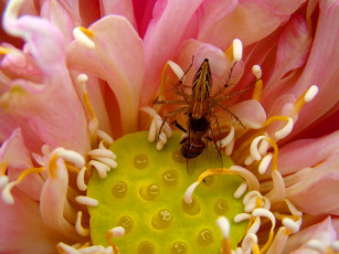 Картинка животные насекомые