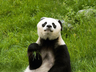 Картинка животные панды