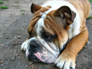 Картинка животные собаки