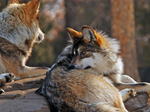 Картинка животные волки