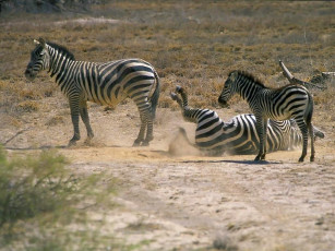 Картинка животные зебры