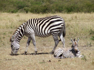 Картинка животные зебры