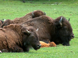 Картинка животные зубры бизоны