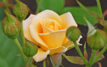 Картинка цветы розы