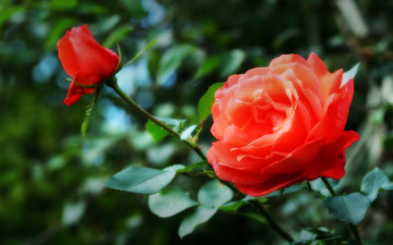 Картинка цветы розы