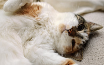 Картинка животные коты