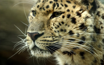 Картинка животные леопарды