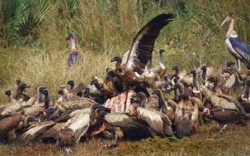 Картинка животные птицы хищники