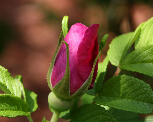 Обои картинки фото цветы, шиповник