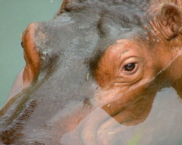 Обои картинки фото животные, бегемоты