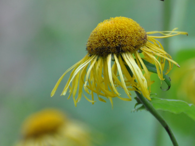 Обои картинки фото цветы