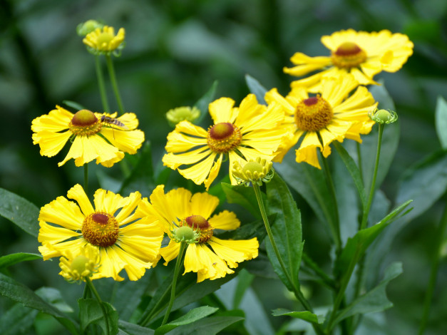 Обои картинки фото цветы, гайлардии, гелениумы