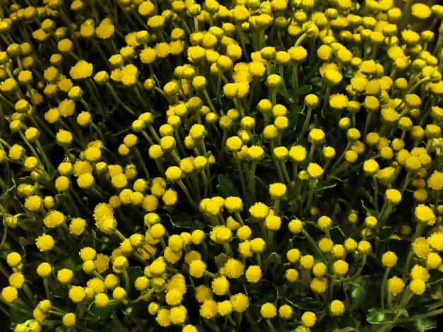 Обои картинки фото цветы, хризантемы