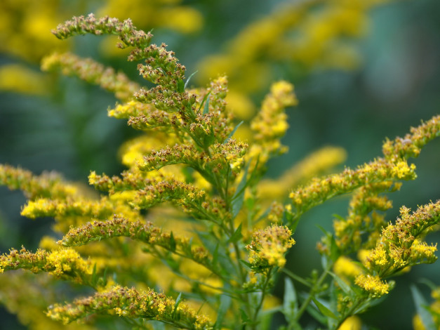 Обои картинки фото цветы, луговые, полевые